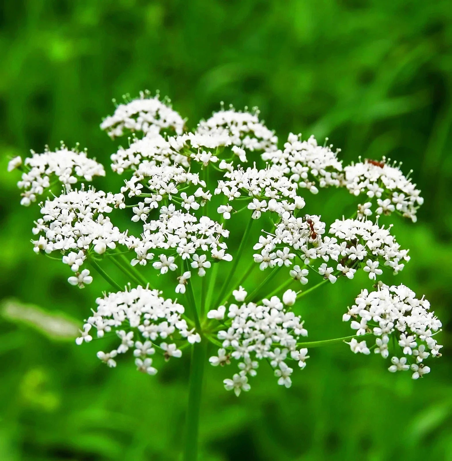Non-GMO Anise Seeds for Culinary Use, Pimpinella anisum, Herb Seeds, Organic, Farm-to-Table, Cooking & Baking