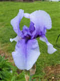 Tall Bearded Iris Rhizome - Iris germanica Perennial Flower Plant