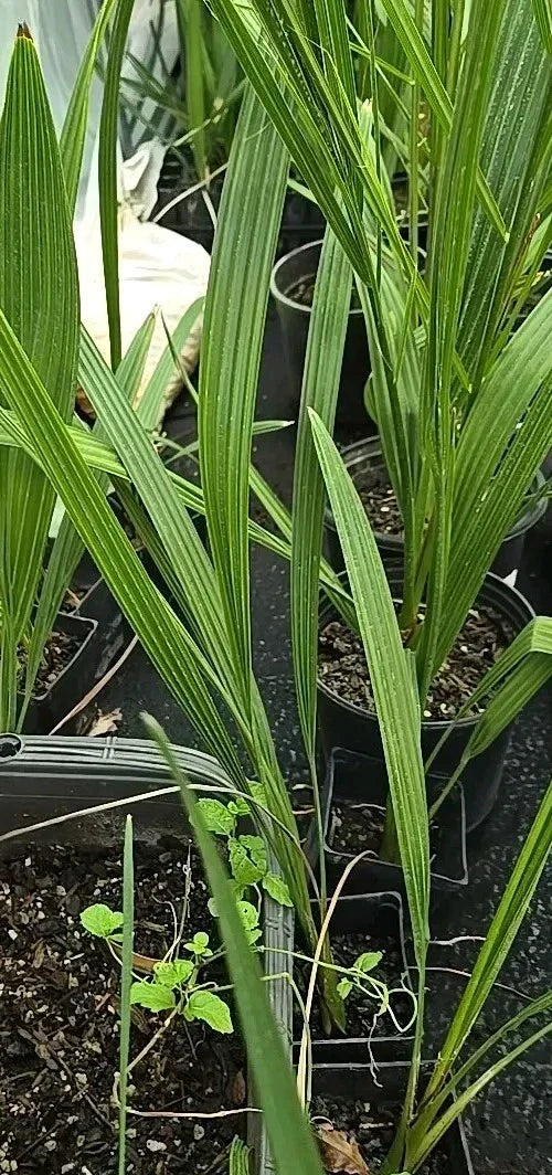 Medjool Date Palm Seedling - 15+ Inch Phoenix Dactylifera Indoor Outdoor Plant in 3.5" Pot