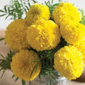 Mary Helen Marigold Seeds - 25+ Pack, Tagetes erecta, Vibrant Orange & Yellow, Annual Garden Flowers, USA Grown