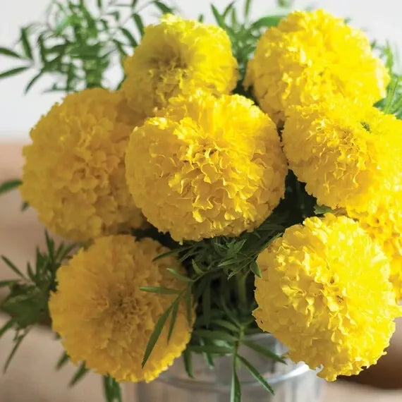 Mary Helen Marigold Seeds - 25+ Pack, Tagetes erecta, Vibrant Orange & Yellow, Annual Garden Flowers, USA Grown