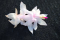 Christmas Cactus Starter Plant, Small Well-Rooted Schlumbergera Truncata, Perfect for December Weddings, Indoor Houseplant