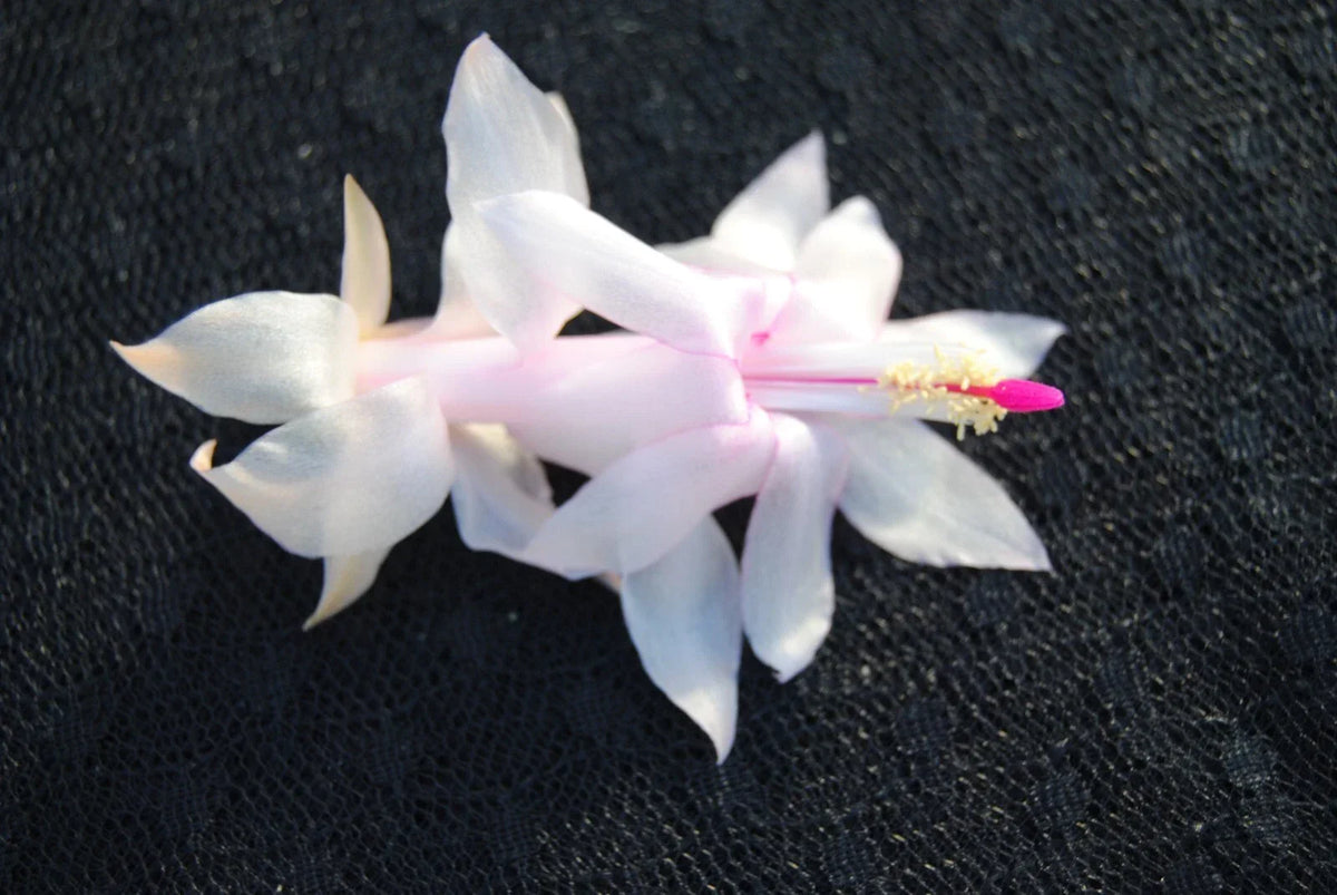 Christmas Cactus Starter Plant, Small Well-Rooted Schlumbergera Truncata, Perfect for December Weddings, Indoor Houseplant