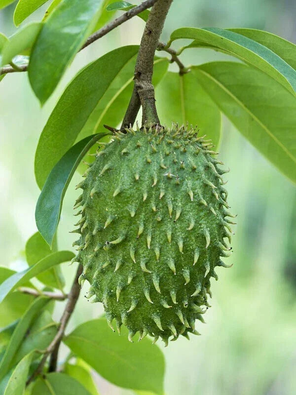 Soursop Seeds Pack of 8+ | Annona Muricata Tropical Fruit Seeds for Organic Gardening