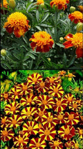 French Marigold Seeds Mix - Court Jester & Double Dwarf, Non-GMO, 200 Seeds, Tagetes patula, Vibrant Garden Flowers