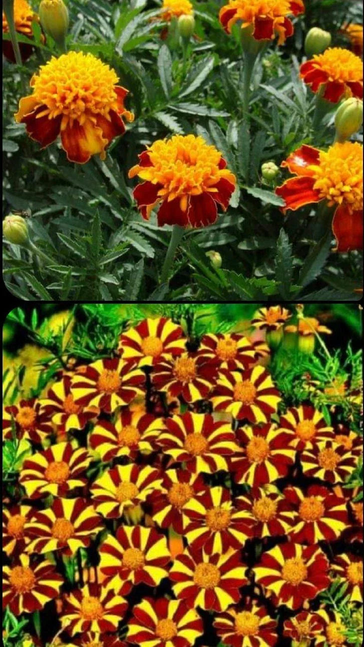 French Marigold Seeds Mix - Court Jester & Double Dwarf, Non-GMO, 200 Seeds, Tagetes patula, Vibrant Garden Flowers