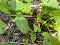 Live Bare Root Bac Ha Doc Mung Thai Elephant Ear Plant, Colocasia gigantea, Tropical Foliage, Vietnamese Taro
