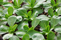 Corn Salad Seeds Pack - Mache, Lamb's Lettuce, Valerianella locusta, 300+ Seeds for Salads & Garnishes