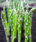 Asparagus Seeds Pack of 50 | Mary Washington Perennial Vegetable | Asparagus officinalis for Home Gardens