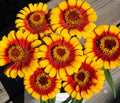 Sombrero Zinnia Seeds Pack - 100+ Flower Seeds for Garden Planting - Vibrant Annual Flowers - Zinnia elegans