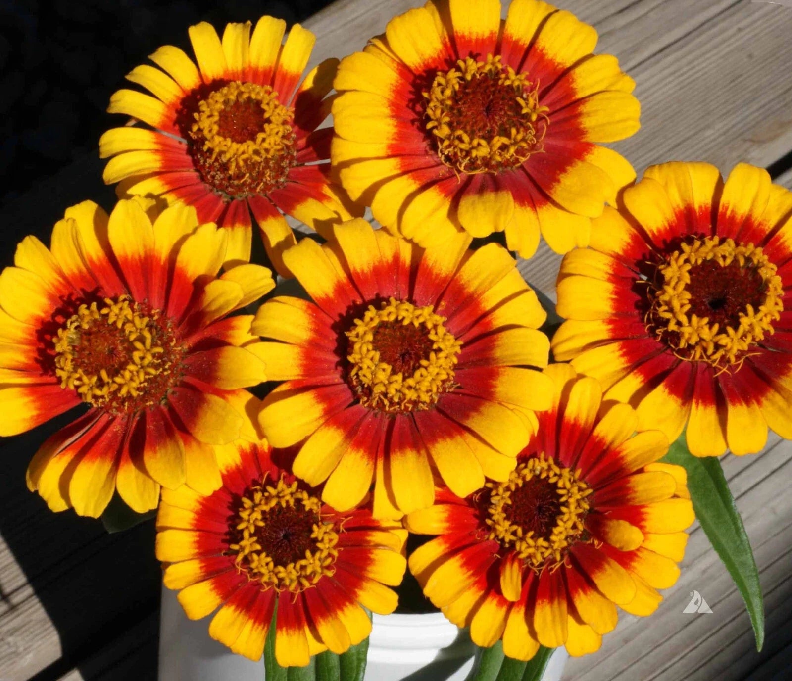 Sombrero Zinnia Seeds Pack - 100+ Flower Seeds for Garden Planting - Vibrant Annual Flowers - Zinnia elegans