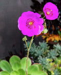 Calandrinia Spectabilis Rock Purslane 5" Unrooted Cuttings 3 Pack Drought-Tolerant Ground Cover