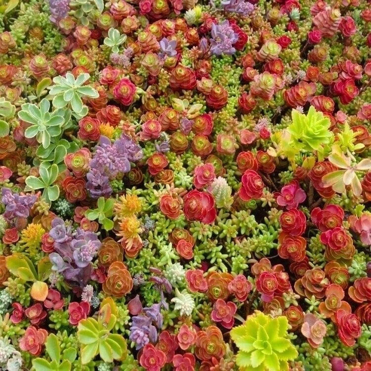 Mixed Sedum Seeds - Groundcover Succulent Variety - Stonecrop - Drought Tolerant, Low Maintenance, USA Shipping