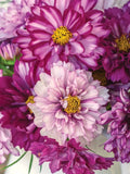 Cosmos Seeds - 200+ Double Click Bicolor Violet - Cosmos bipinnatus Garden Flower Seeds for Pollinator Attraction
