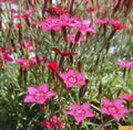 500 Seeds Maiden Pinks Perennial Flower Dianthus deltoides Bulk Seeds for Garden, Borders, Rock Gardens