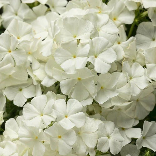 White Phlox Seeds – Perennial Flower Seeds for Borders, Containers, Butterfly Attracting, Phlox paniculata, 50 Seeds