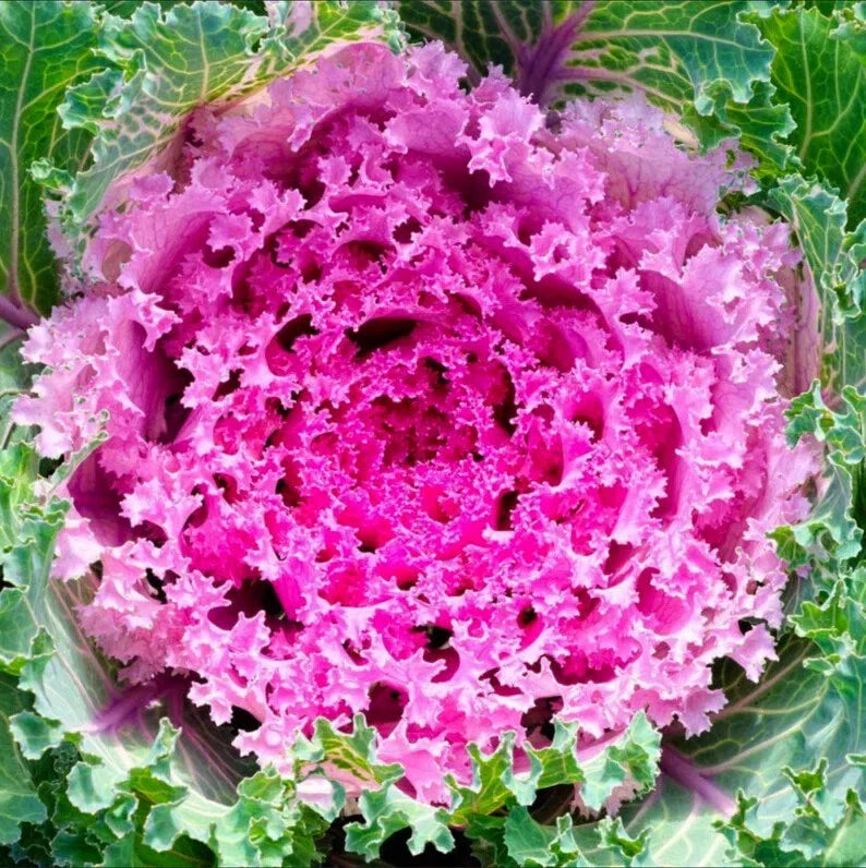 Ornamental Kale Seeds - Songbird Pink, 40 Seeds, Brassica oleracea, Vibrant Foliage, Annual, Garden Bed & Container Plant