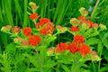 Milkweed Seeds 100 Pack - Asclepias Tuberosa Orange Butterfly Weed Pollinator Friendly Native Plant