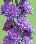 Delphinium Seeds Pack of 200+ | Highlander Blueberry Pie Variety | Garden Flower Seeds for Pollinators | Delphinium elatum
