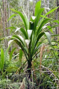 Forest Cabbage Palm Seeds - Cordyline banksii Tropical Planting Seeds for Gardens & Landscapes