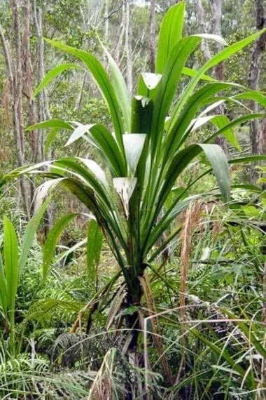 Forest Cabbage Palm Seeds - Cordyline banksii Tropical Planting Seeds for Gardens & Landscapes