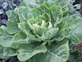Collard Greens Seeds – Heirloom Morris Variety, Non-GMO, 50+ Seeds, Brassica oleracea var. viridis, Nutritious Leafy Greens