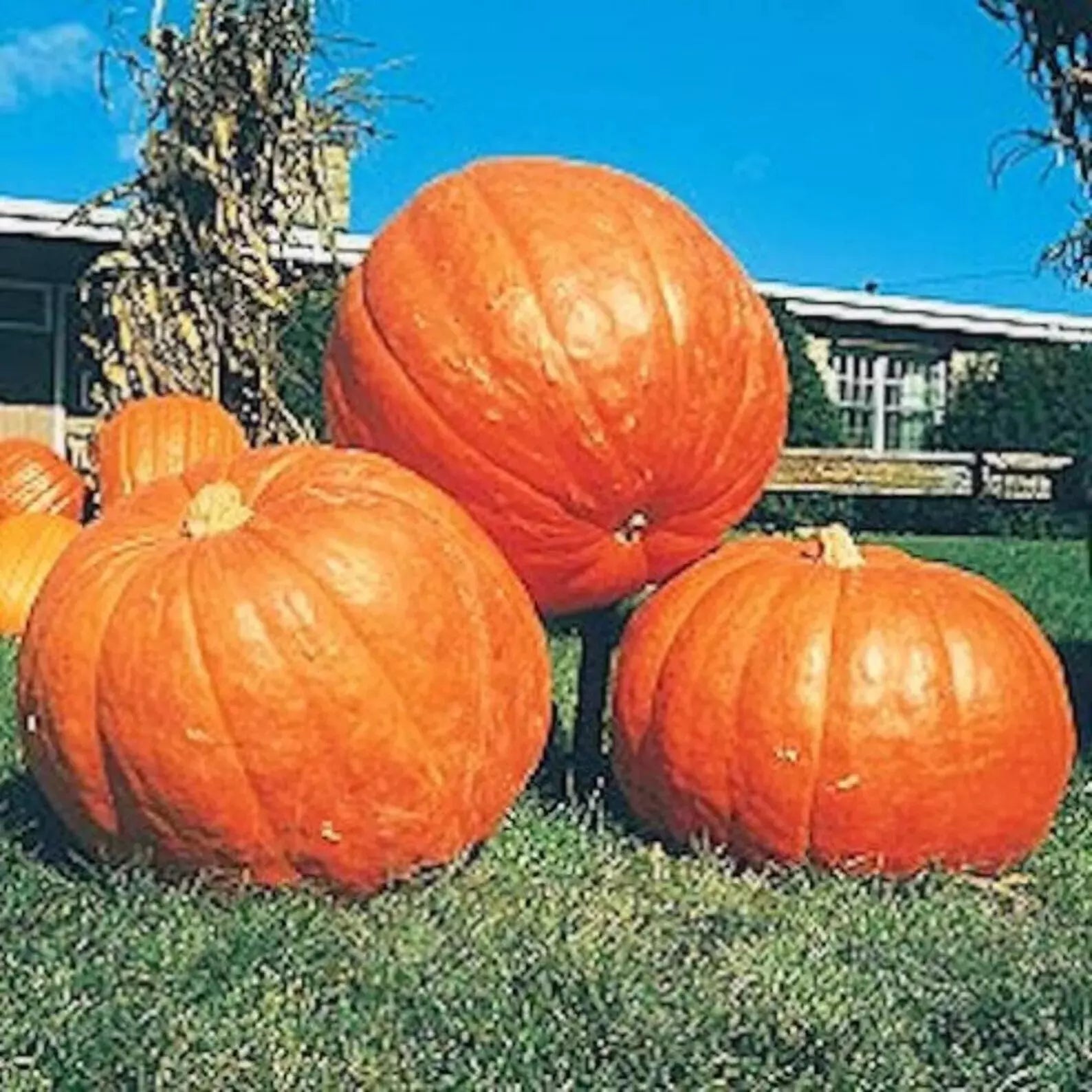 Big Max Pumpkin Seeds - 25 Pack, Giant Prize-Winning Cucurbita pepo, Non-GMO Heirloom Gardening Seeds for Carving & Fall Decor