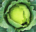Golden Acre Cabbage Seeds - Non-GMO Brassica oleracea var. capitata for Home Gardening, Salad & Cooking