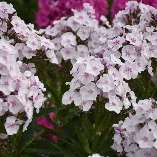 Party Girl Phlox Seeds - 100+ Pink Lavender White Flower Seeds for Garden, Borders, Containers, Phlox paniculata