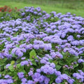Ageratum Dondo Blue Seeds - Non-GMO Floss Flower for Monarch Butterflies, 500 Seeds, Vibrant Blue Flowers, Attracts Pollinators