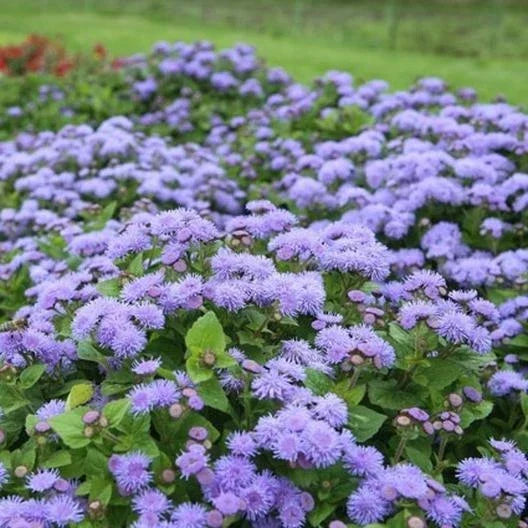 Ageratum Dondo Blue Seeds - Non-GMO Floss Flower for Monarch Butterflies, 500 Seeds, Vibrant Blue Flowers, Attracts Pollinators