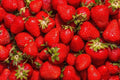 Jewel Strawberry Plants Bare Root - Everbearing, High-Yield, Fragaria x ananassa for Garden or Containers