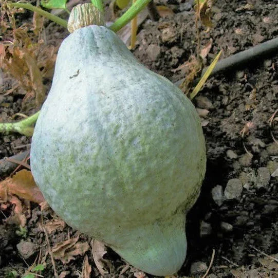 Blue Hubbard Squash Seeds - Winter Squash Variety, Gray Blue Color, USA Grown, Perfect for 2025 Planting
