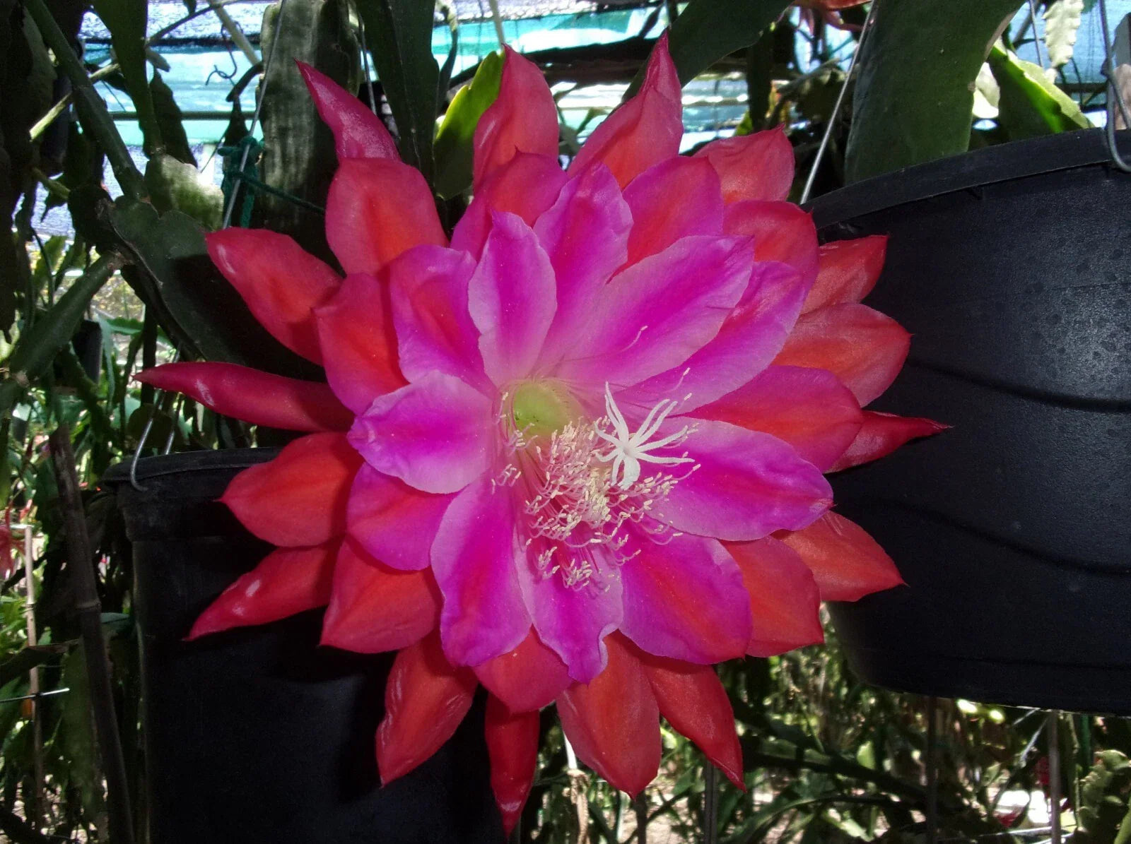 Epiphyllum Orchid Cactus Cutting - Marmalade Punch - Indoor Houseplant, Succulent, Bright Blooms, Epiphyllum spp.