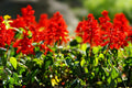 Scarlet Sage Seeds - 300 Packets - Vibrant Red Flowers for Pollinators - Salvia splendens - Easy to Grow, Non-GMO
