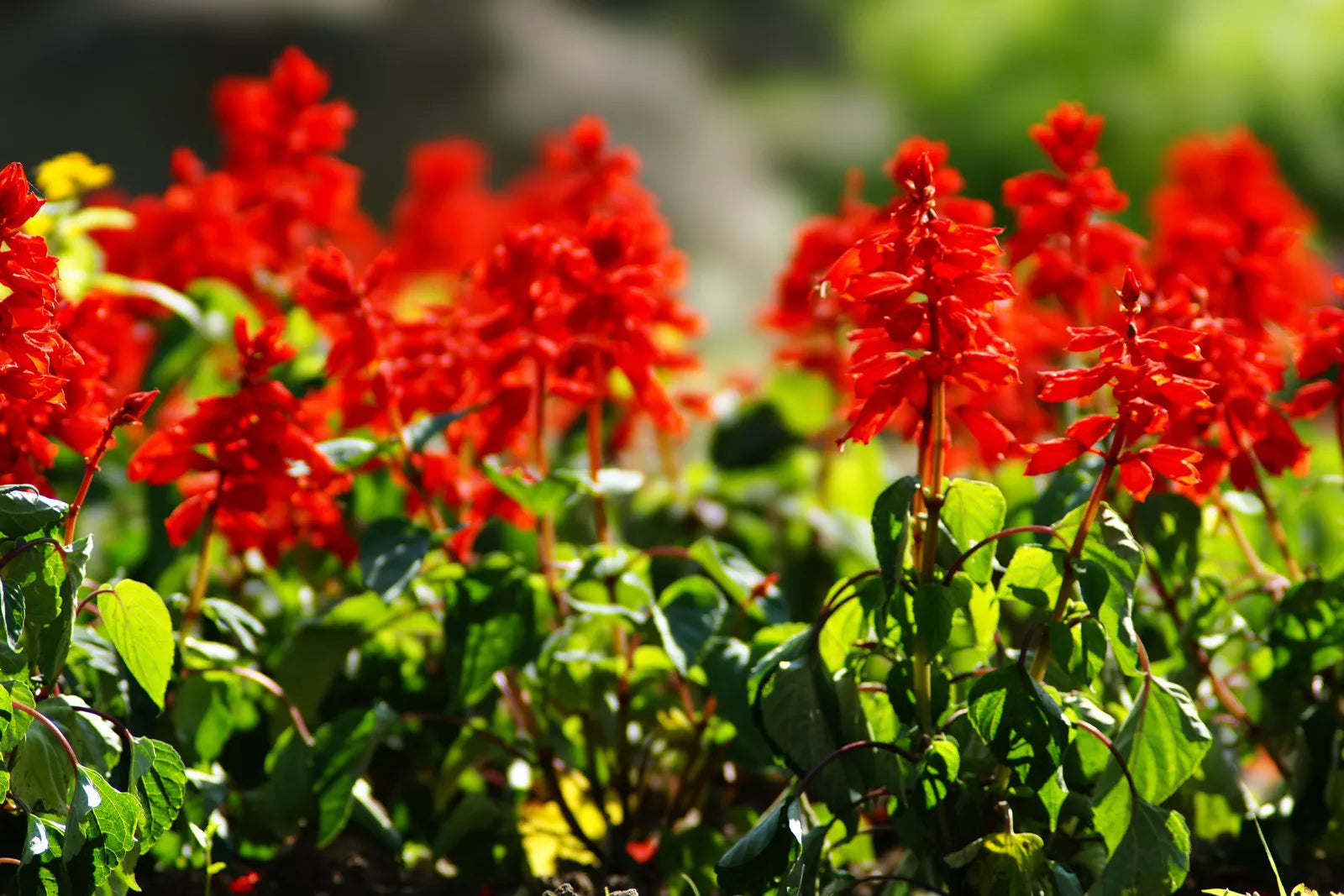 Scarlet Sage Seeds - 300 Packets - Vibrant Red Flowers for Pollinators - Salvia splendens - Easy to Grow, Non-GMO