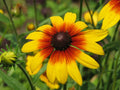 Gloriosa Daisy Seeds Rudbeckia hirta Non-GMO Flower Seeds for Garden, Full Sun, Attracts Pollinators, Multiple Sizes