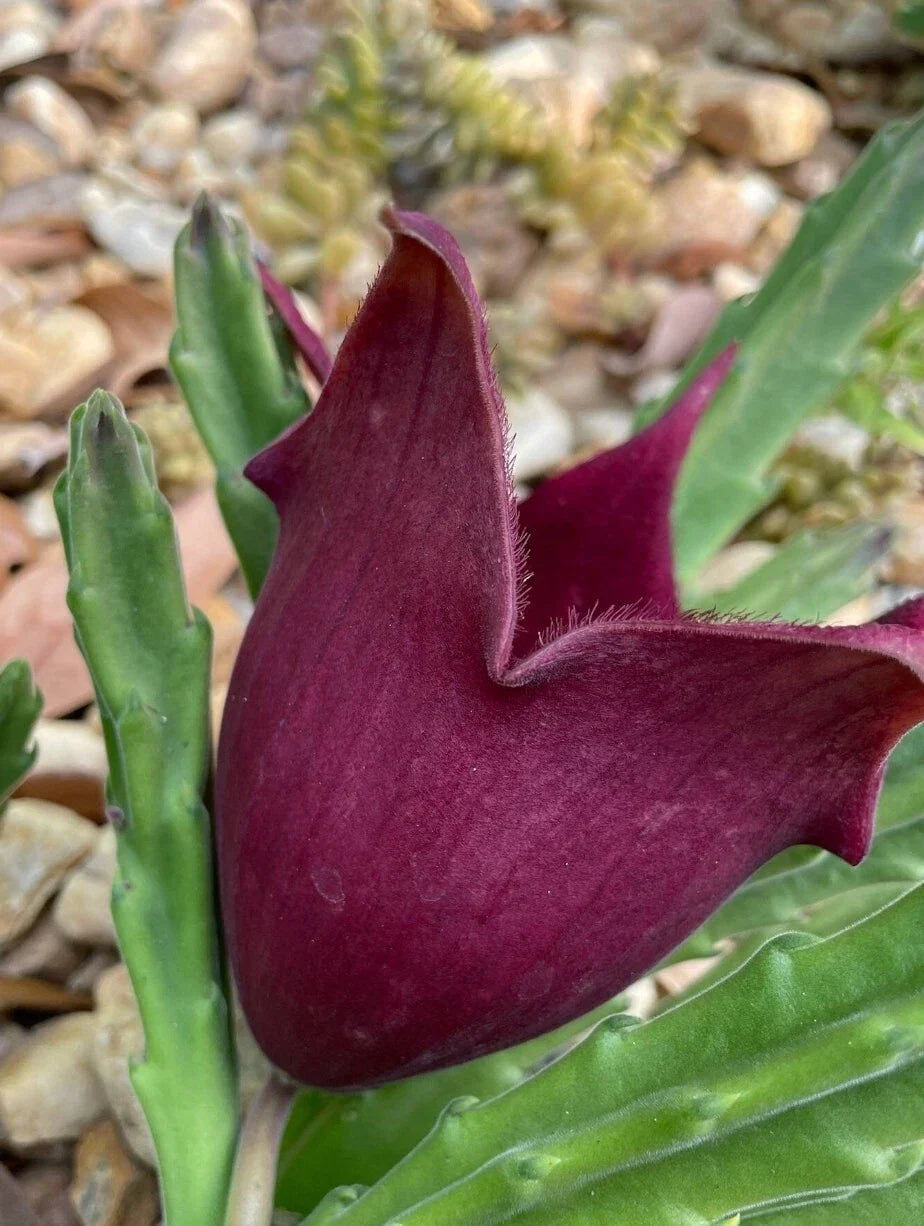 Black Bell Stapelia Live Plant - Rare Huernia leendertziae Succulent, Easy Care Rooted Starter Plant for Indoor & Outdoor Gardens