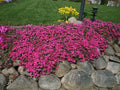 Scarlet Flame Creeping Phlox Seeds - 100+ Non-GMO Phlox subulata Ground Cover for Garden, Rock Gardens, Borders, USA
