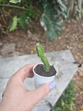 Baby Fairy Castle Cactus 2.5" Pot Acanthocereus Tetragonus Indoor Outdoor Drought-Tolerant