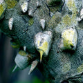 Hercules Club Tree Seeds | Rare Zanthoxylum clava-herculis | Fast Growing Prickly Ash Seeds for Landscaping & Wildlife