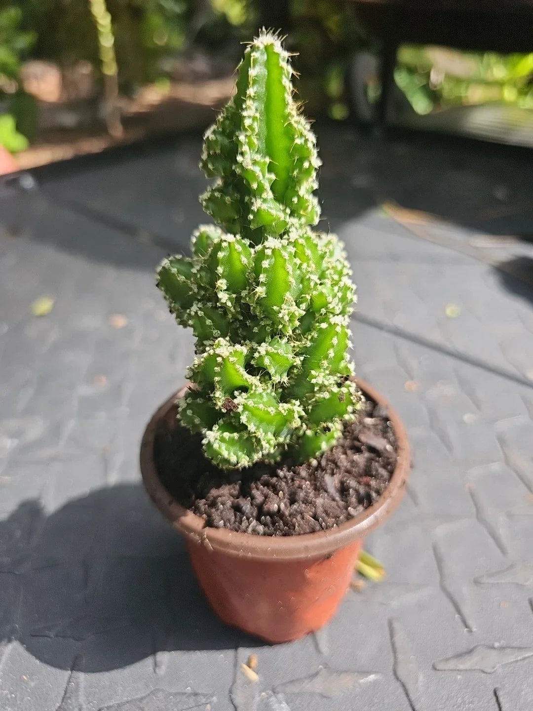 Fairy Castle Cactus 4" Pot Tetragonus Indoor Succulent Low Maintenance Unique Home Decor