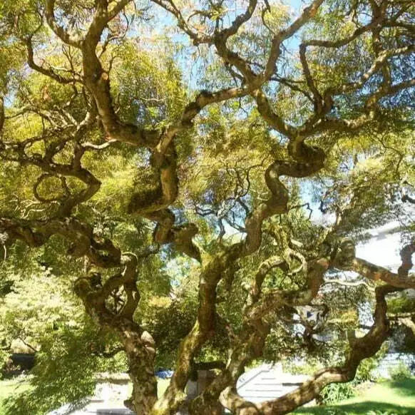 Corkscrew Willow Tree Cuttings Set of 10 Unrooted Salix matsudana 'Tortuosa' Twisted Branches