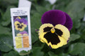 Pansy Seeds 50 Delta Premium Yellow with Purple Wing Viola × wittrockiana Annual Garden Flower