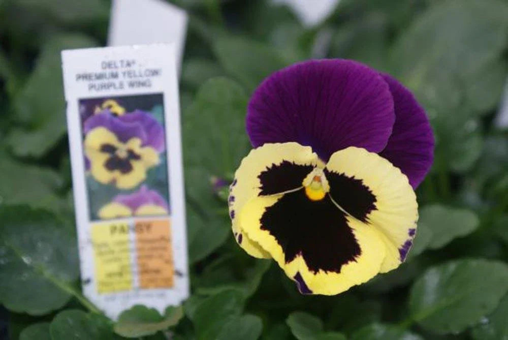 Pansy Seeds 50 Delta Premium Yellow with Purple Wing Viola × wittrockiana Annual Garden Flower