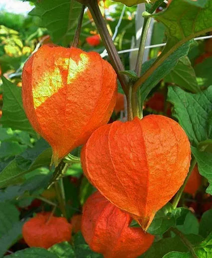 Chinese Lantern Plant Seeds - Dried Orange-Red Physalis alkekengi for Decorative Arrangements