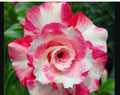 Desert Rose Plant - Pink Adenium Obesum Small Rooted Seedling 4-6 Inches