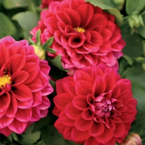 Midi Dahlia Seeds - 25 Perennial Flower Seeds for Borders & Containers - Dahlia pinnata - Colorful Multi-Shade Blooms
