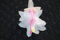 Christmas Cactus Starter Plant, Small Schlumbergera Truncata, Houseplant, Holiday Decor, Easy Care, Well-Rooted
