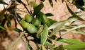 Calabria Olive Seeds - Green Gold Variety for Garden Planting - Olea europaea - Fast USA Shipping